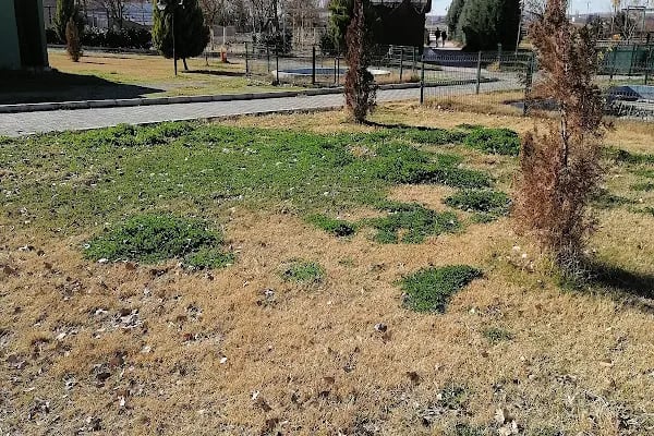 Saray Aile çay bahçesi - Resim 9