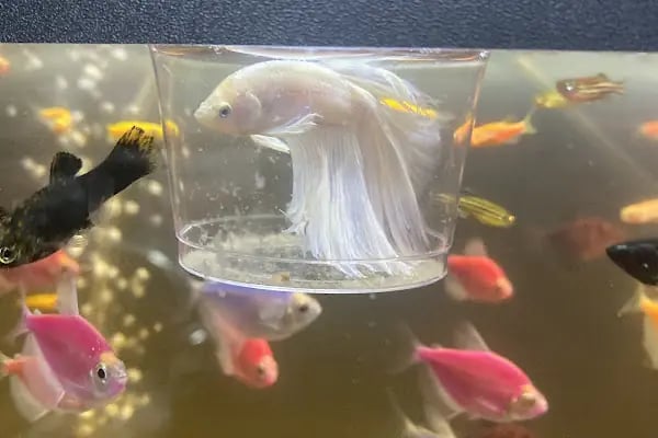 Pati Petshop 19 Mayıs Keçiören - Resim 6