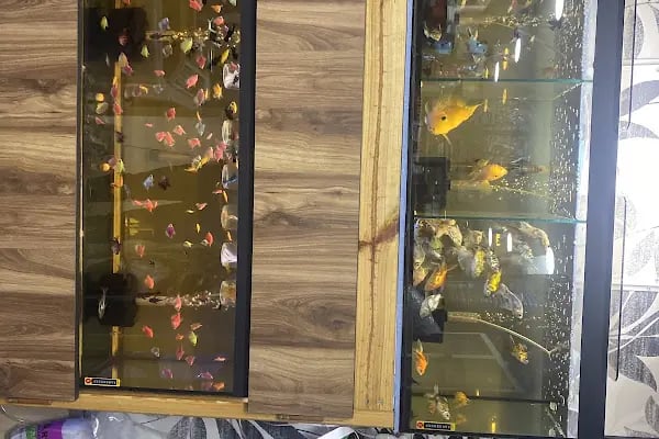 Pati Petshop 19 Mayıs Keçiören - Resim 5