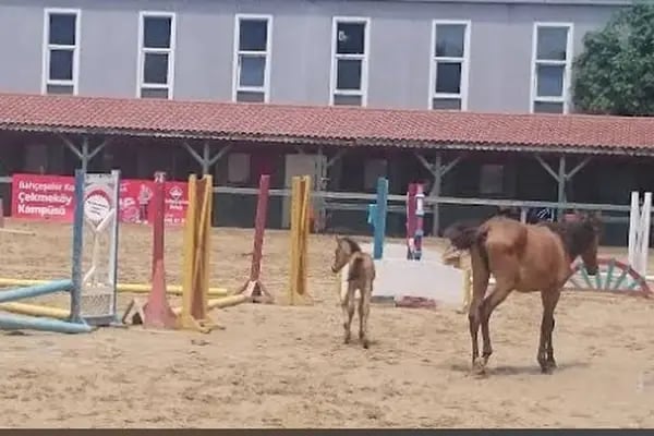 Çekmeköy Atlı Binicilik Kulübü - Resim 6