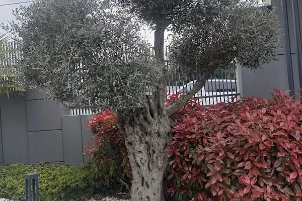 MENALO HOTEL PREMIUM - Resim 20