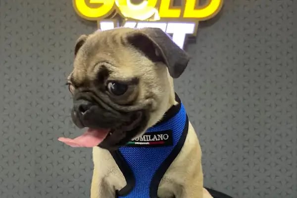 GOLD VETERİNER KLİNİĞİ - Resim 2