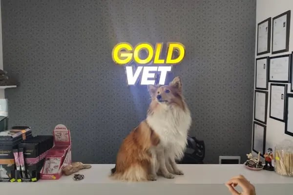 GOLD VETERİNER KLİNİĞİ - Resim 13