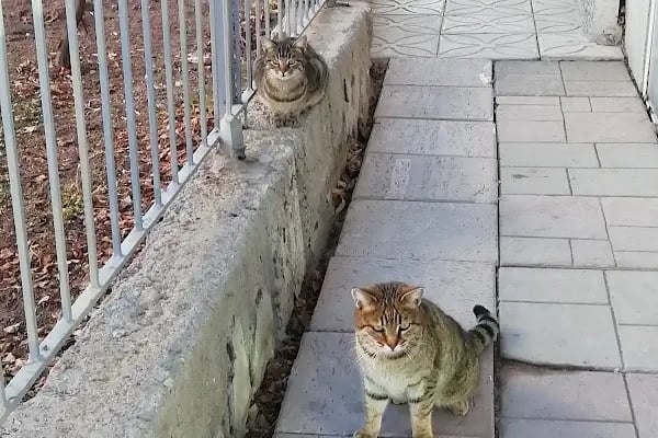 Ankara Üniversitesi Veteriner Fakültesi - Resim 9