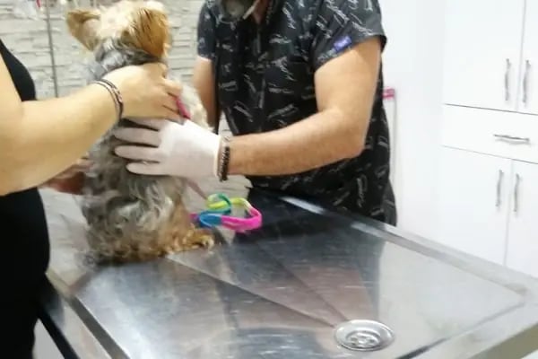Best Veteriner Kliniği - Resim 7