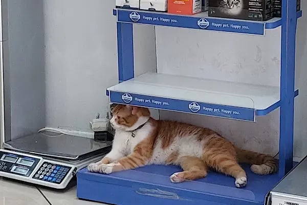 Best Veteriner Kliniği - Resim 9