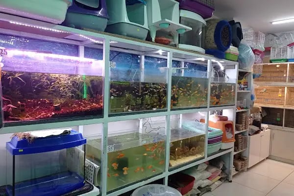 Kaşüstü petshop - Resim 10