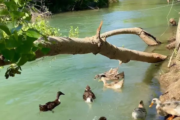 Ördekli Kamp ve Piknik Alanı - Resim 4