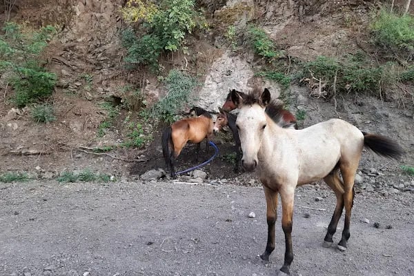 Spil Dağı Milli Parkı - Resim 19