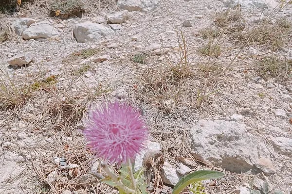 Spil Dağı Milli Parkı - Resim 17