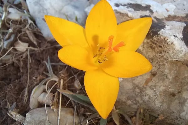 Spil Dağı Milli Parkı - Resim 7