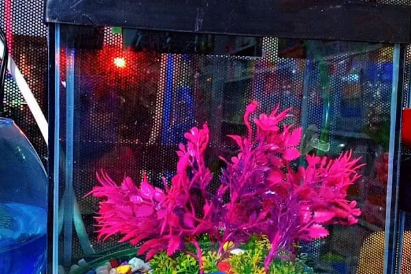 74bilgin petshop 2 - Resim 19