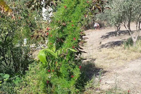 GO - Muğla Bodrum - Resim 9