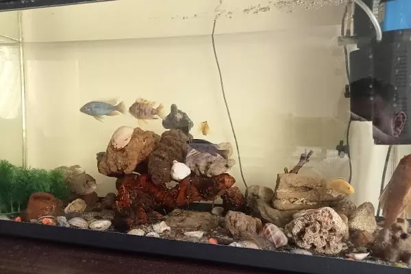 Hiperpati Petshop Ürünleri - Resim 3