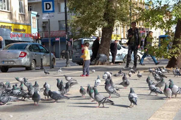 Akgül Foto - Resim 17
