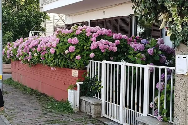 Büyükada Deniz Kulübü - Resim 14