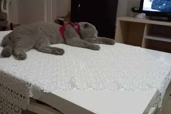 Organikcim Petshop Akvaryum Dünyası - Resim 16