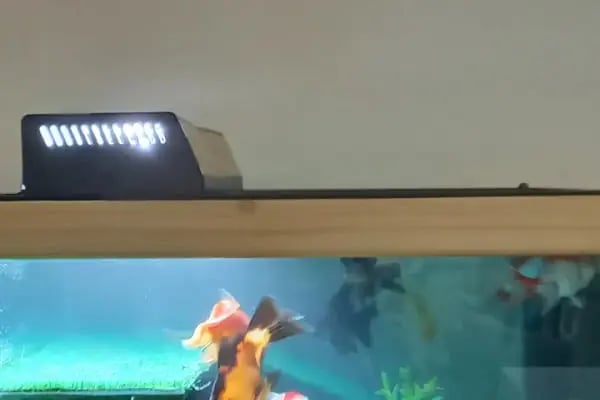 Organikcim Petshop Akvaryum Dünyası - Resim 14