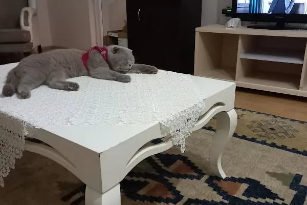 Organikcim Petshop Akvaryum Dünyası - Resim 13
