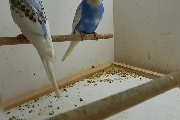Organikcim Petshop Akvaryum Dünyası - Resim 3