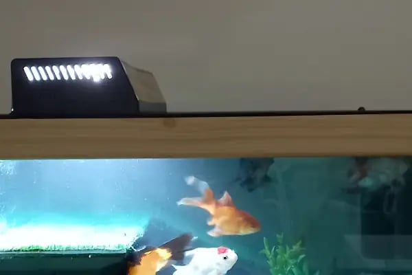 Organikcim Petshop Akvaryum Dünyası - Resim 8