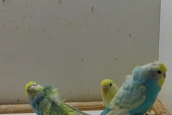 Organikcim Petshop Akvaryum Dünyası - Resim 6