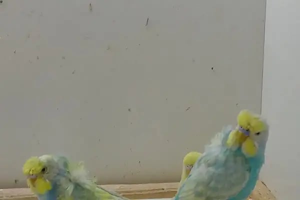 Organikcim Petshop Akvaryum Dünyası - Resim 9