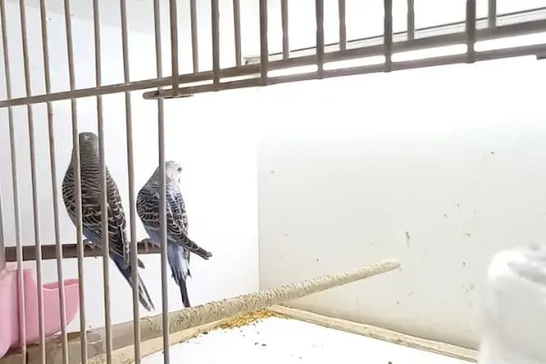 Organikcim Petshop Akvaryum Dünyası - Resim 7