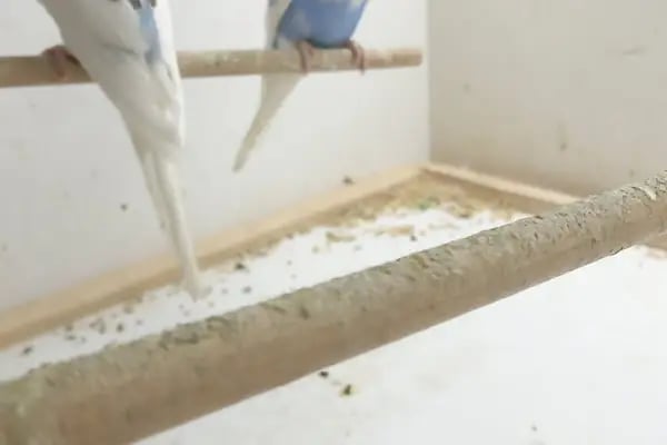 Organikcim Petshop Akvaryum Dünyası - Resim 12