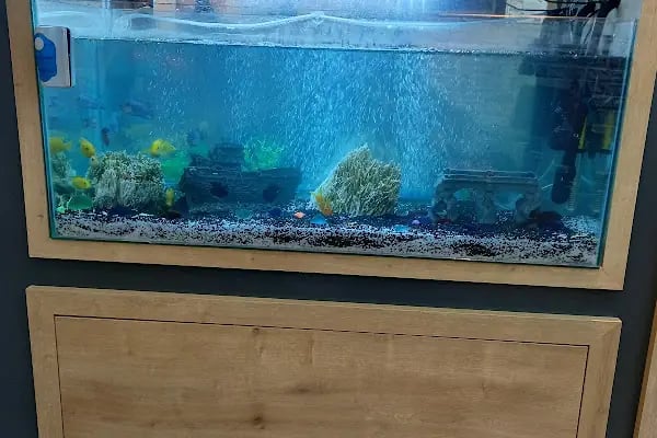 Organikcim Petshop Akvaryum Dünyası - Resim 11