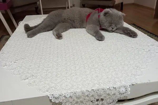 Organikcim Petshop Akvaryum Dünyası - Resim 4