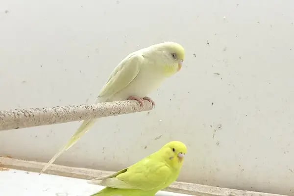 Organikcim Petshop Akvaryum Dünyası - Resim 19