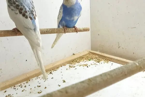 Organikcim Petshop Akvaryum Dünyası - Resim 15