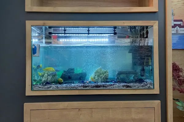 Organikcim Petshop Akvaryum Dünyası - Resim 17