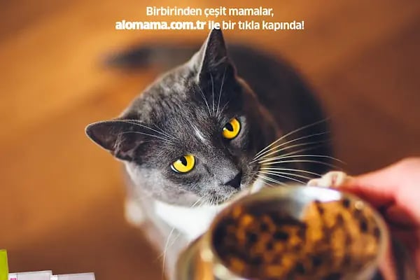 Elit Petshop Kıbrısşehitleri Şubesi - Resim 6