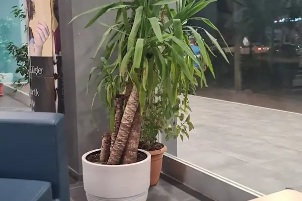 Udentoconcept Karaköprü - Resim 14
