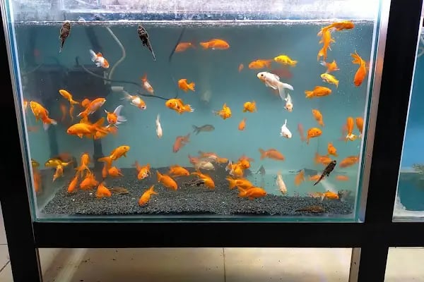 Aslan Petshop - Resim 12
