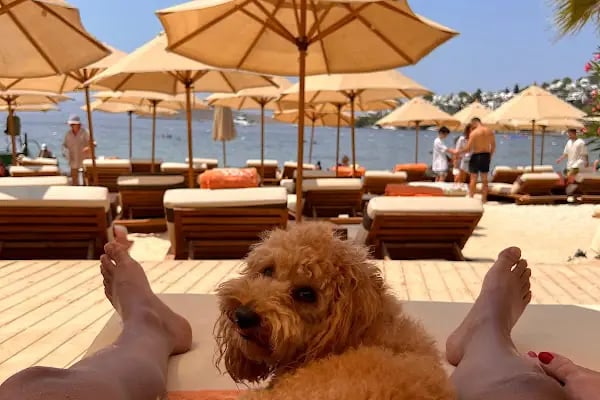 Coze Bodrum - Resim 12