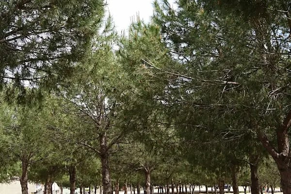 Peker Parkı - Resim 5