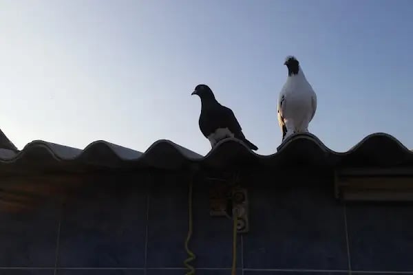 Peker Parkı - Resim 3