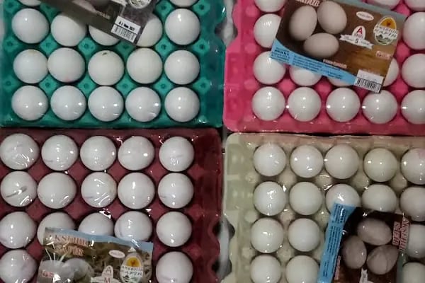 AKŞEHİR SAFİR YUMURTA PAKETLEME - Resim 10