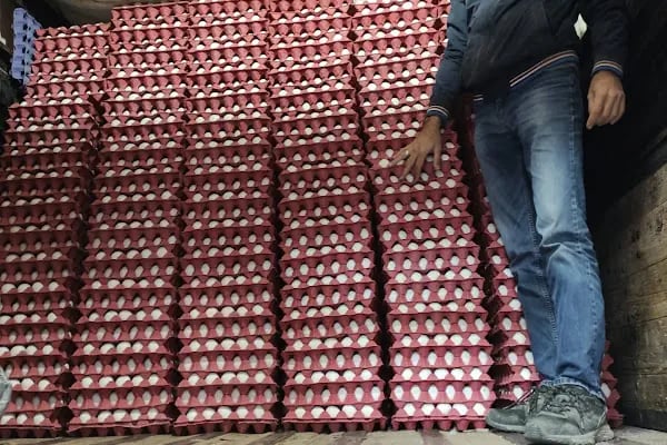 AKŞEHİR SAFİR YUMURTA PAKETLEME - Resim 6