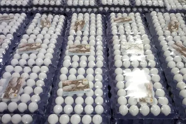 AKŞEHİR SAFİR YUMURTA PAKETLEME - Resim 8