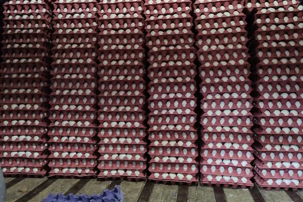 AKŞEHİR SAFİR YUMURTA PAKETLEME - Resim 4