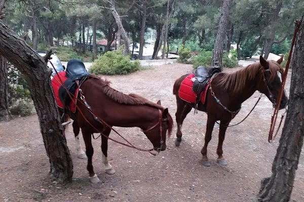 Bıçakçılar Park Orman Tesisleri 1968 ' den beri - Resim 4