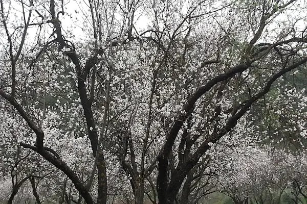 Bıçakçılar Park Orman Tesisleri 1968 ' den beri - Resim 10