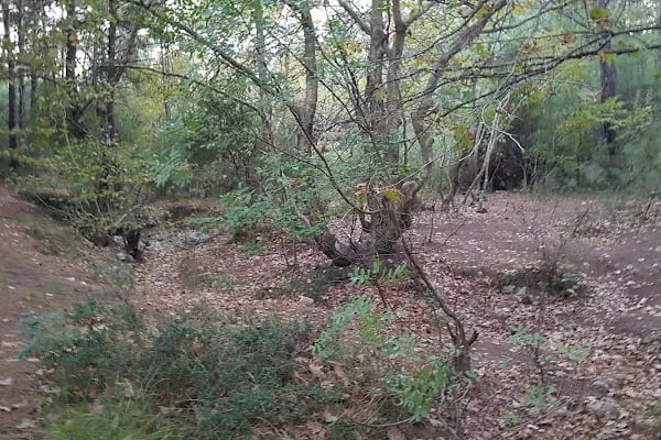 Bıçakçılar Park Orman Tesisleri 1968 ' den beri - Resim 13