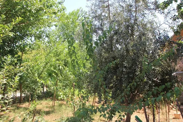 Özbek mahallesi - Resim 2