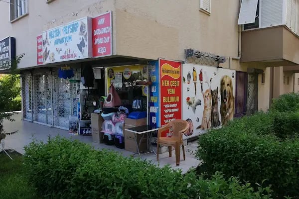 MELTEM PETSHOP AKVARYUM - Resim 4