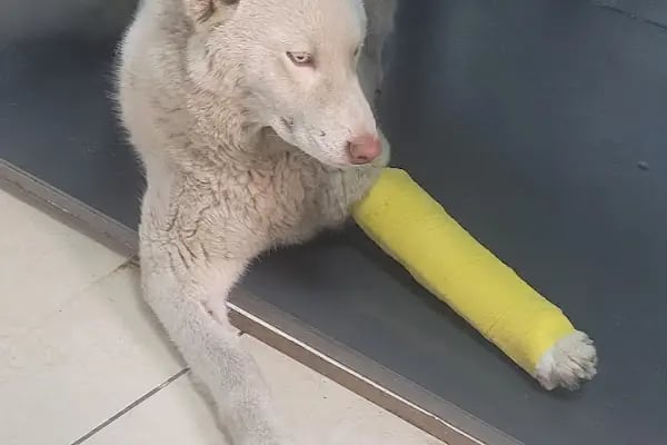 Gölcük Veteriner Kliniği - Resim 2